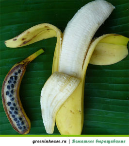 Bananfrø