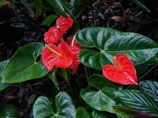 Anthurium primer