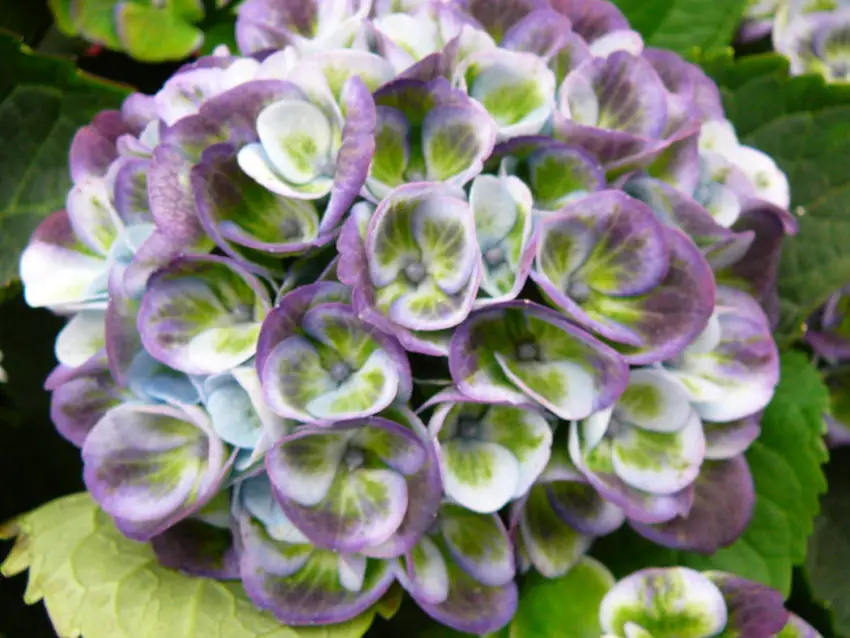 Hydrangea Diamond Ruge plantning og pleje