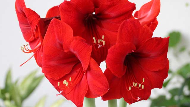 Sådan passer du amaryllis 