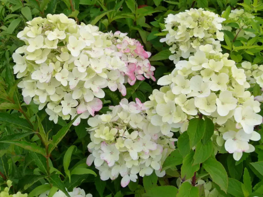 Hortensia diamanter