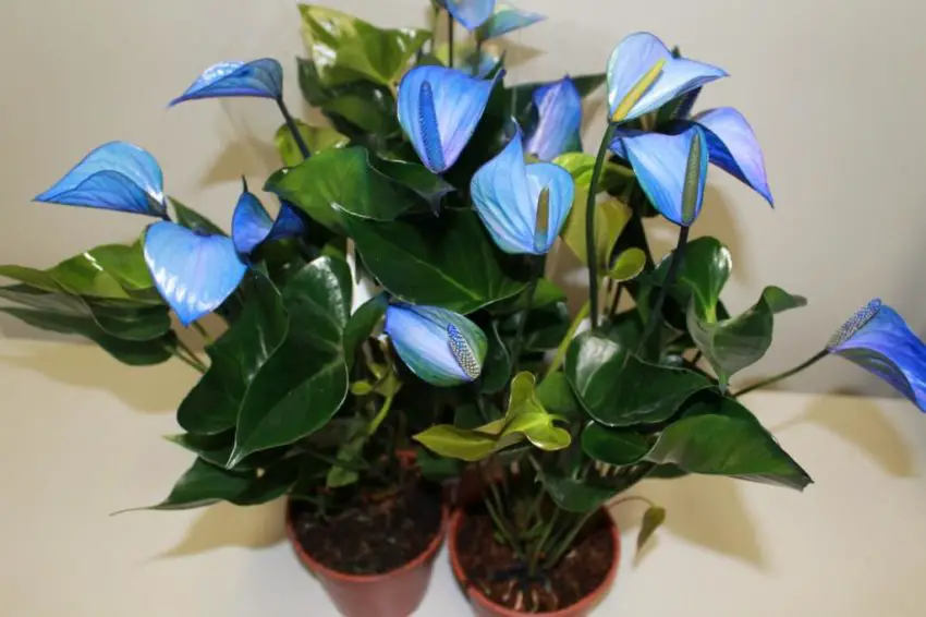 Sådan transplanteres en anthurium