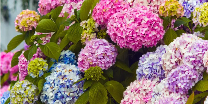 Jord til hortensia 