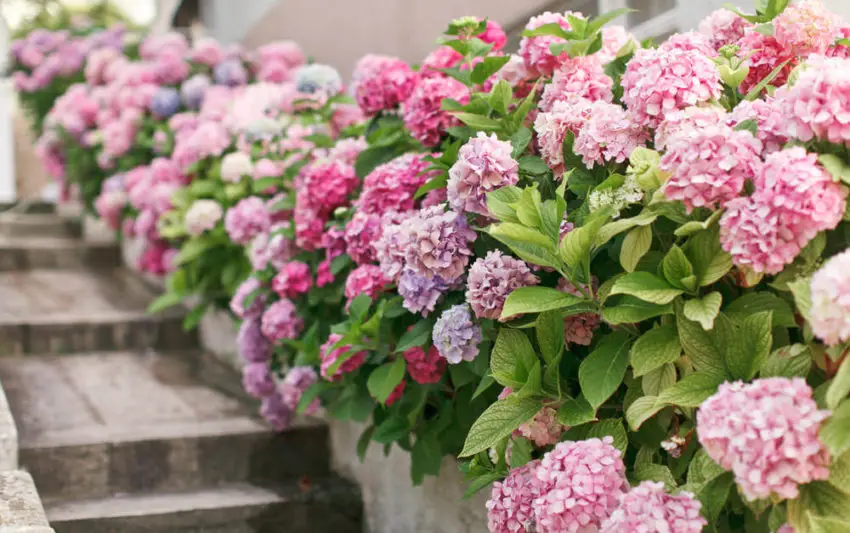 Jord til hortensia 