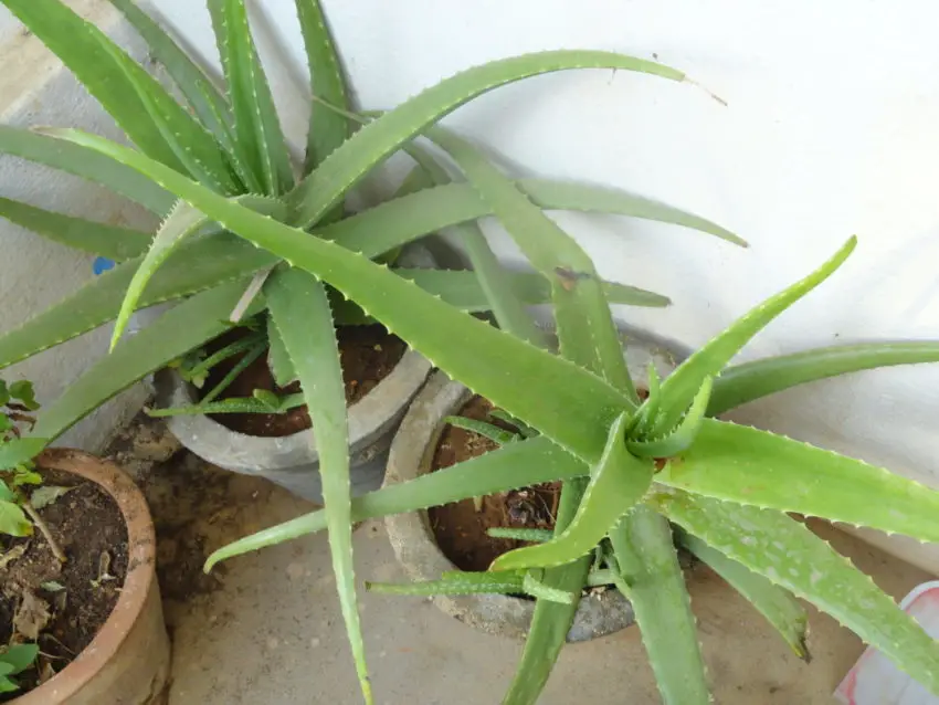 aloe derhjemme 