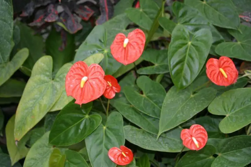 anthurium blade tørrer ud