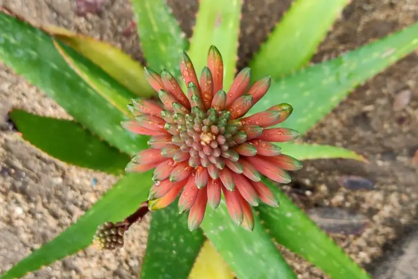 aloe-blomst