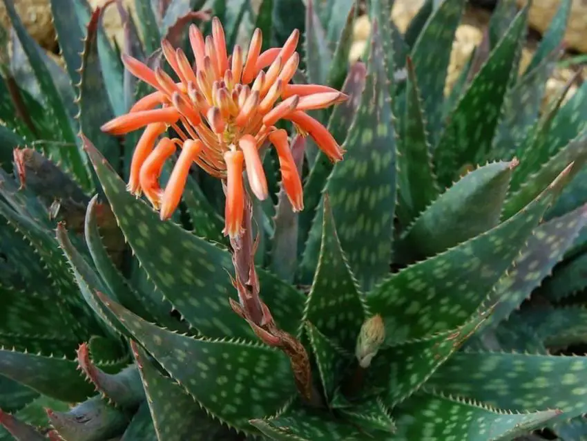 hvordan aloe blomstrer