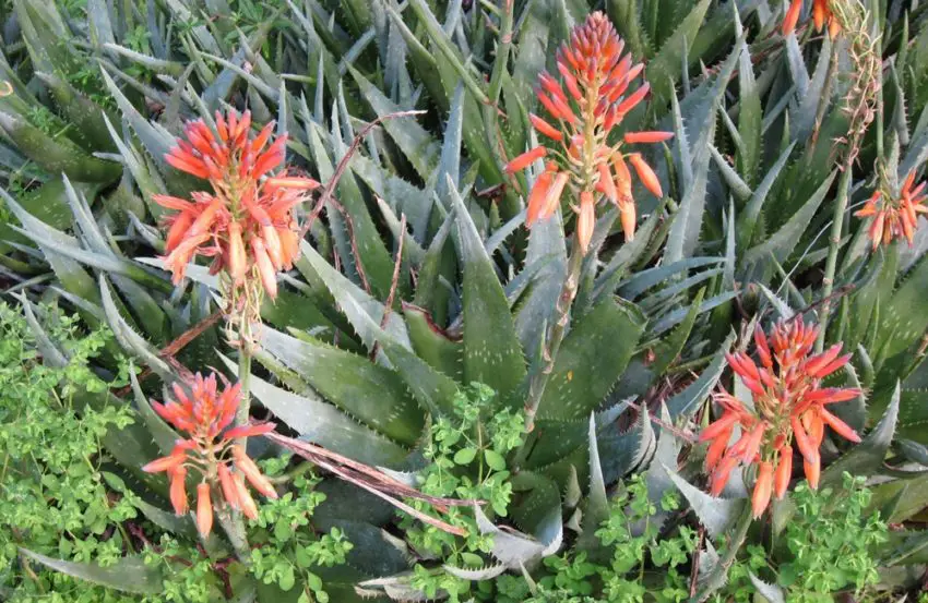 aloe derhjemme 