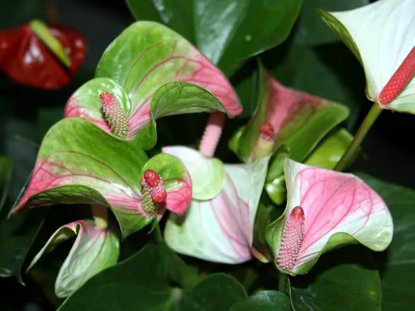 Anthurium i hjemmet 