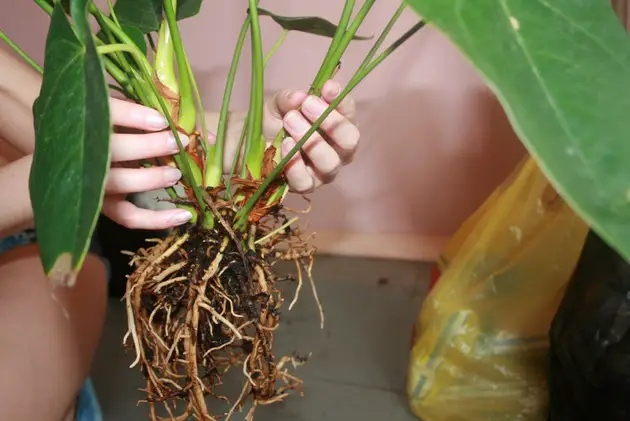 opformering af en anthurium