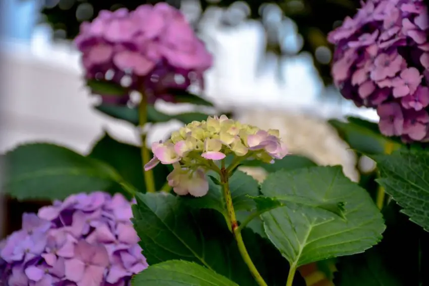 Hvor det er bedst at plante hortensiaer