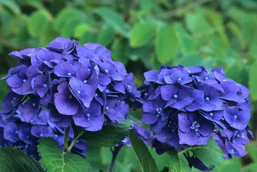 Plantning af hortensia