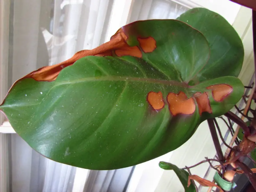 anthurium blade tørrer ud