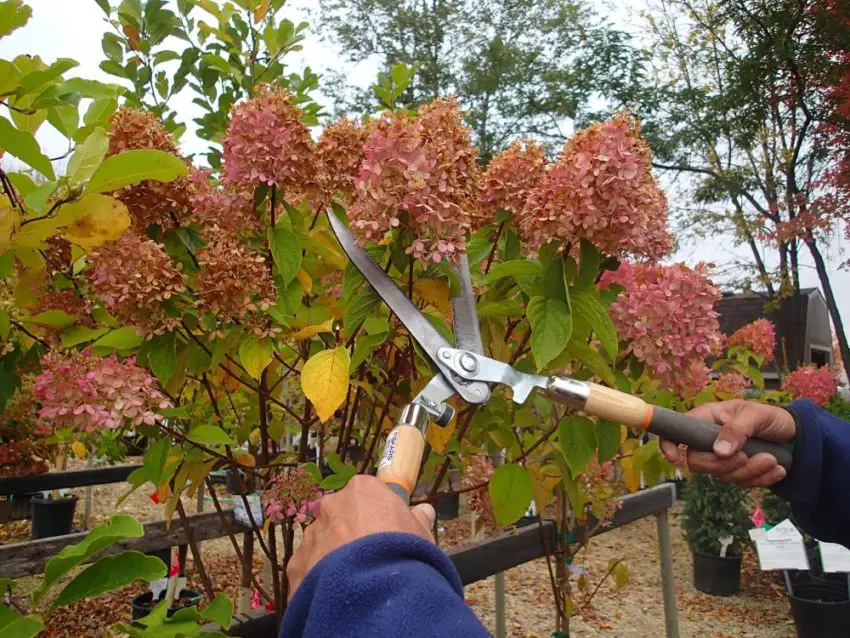 Skal hortensiaer trimmes til vinteren, og hvordan forbereder man dem?