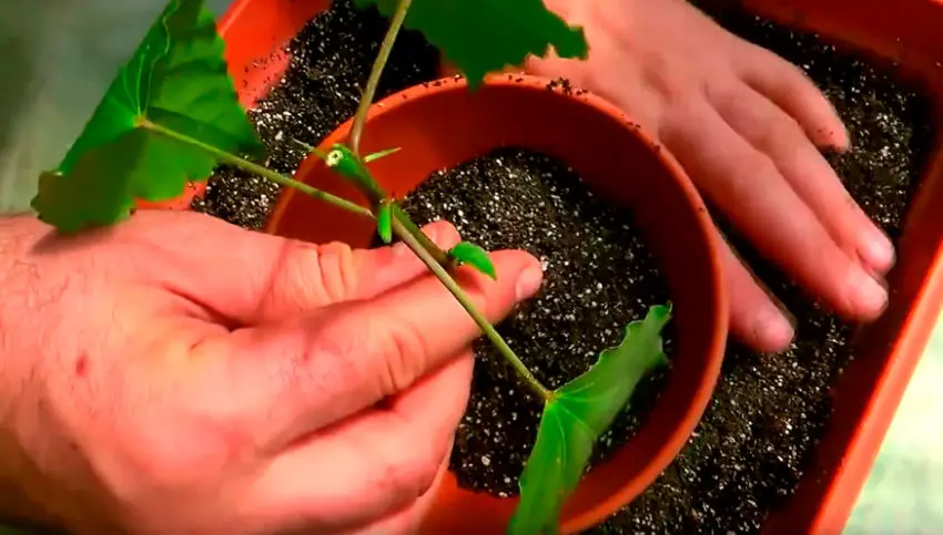 Omplantning af hibiscus potteplanter 