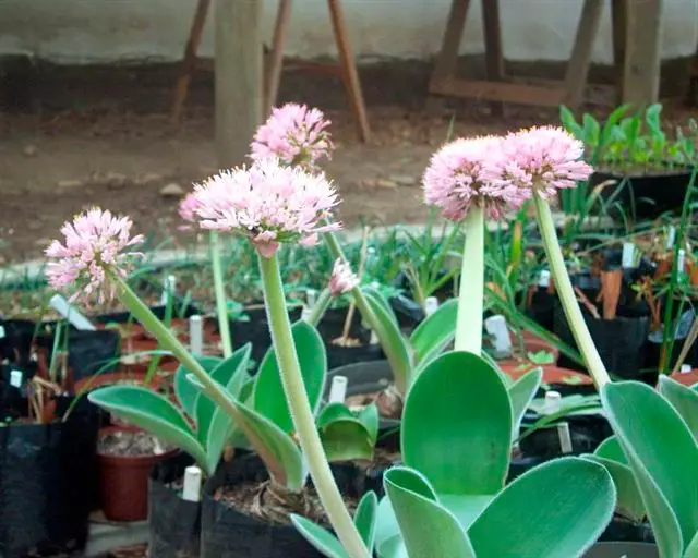 Pleje af indendørs haemanthus i hjemmet