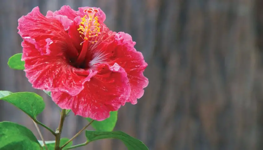 Hvornår og hvor længe hibiscus blomstrer