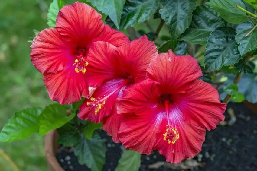 Hvornår og hvor længe hibiscus blomstrer