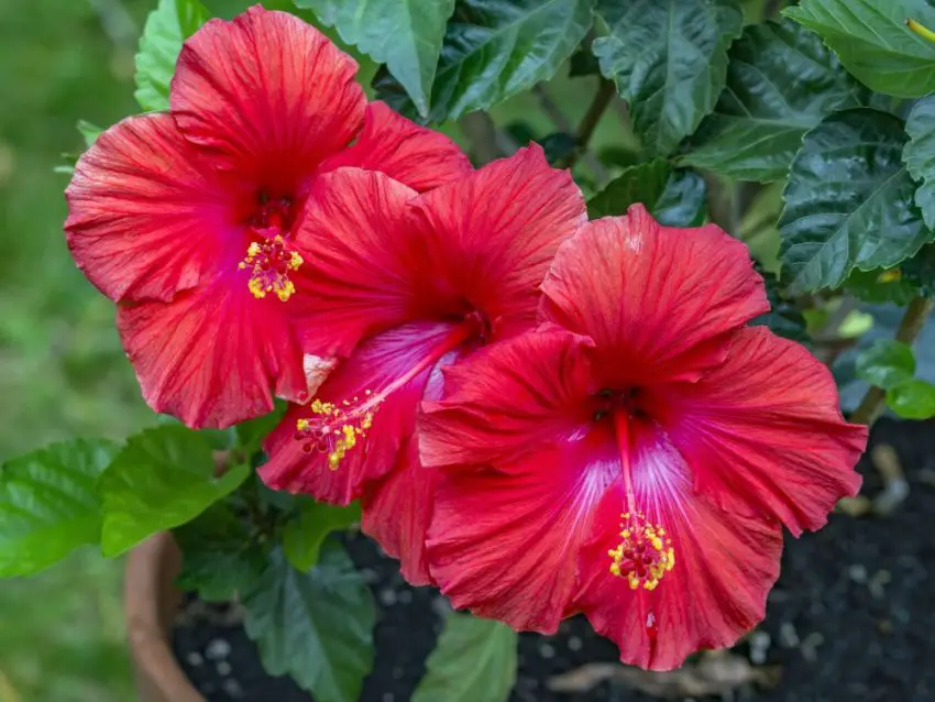 Hvordan man transplanterer en hibiscus i et rum