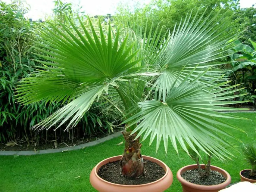 Washingtonia nitensis: Sådan passer du planten