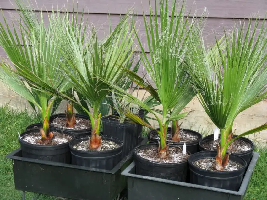 Washingtonia nitensis: Sådan passer du planten