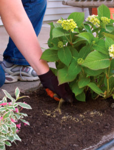 Jord til hortensia