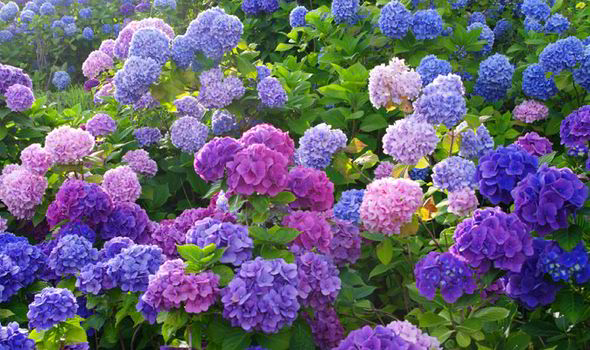 Hortensia blomstringsperiode