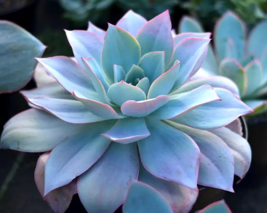 Echeveria: populære arter, pleje og formering