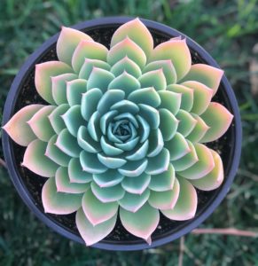 Echeveria: populære arter, pleje og formering