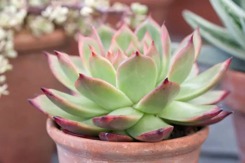 Echeveria: populære arter, pleje og formering