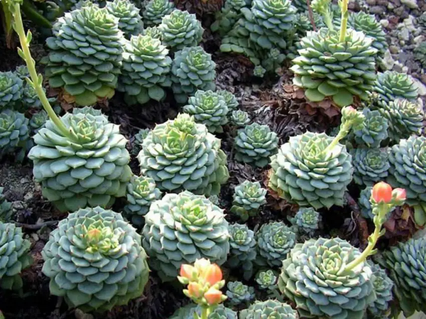 Echeveria: populære arter, pleje og formering