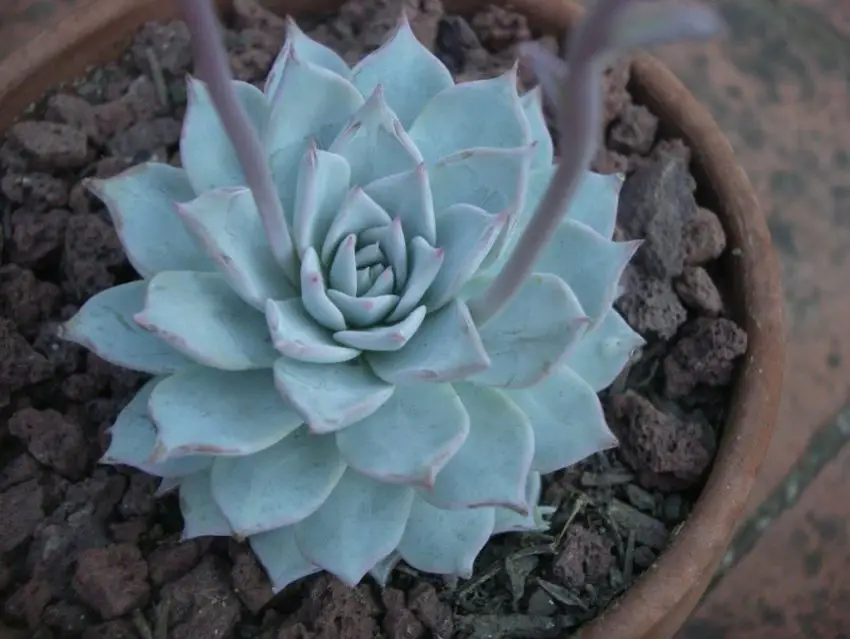 Echeveria: populære arter, pleje og formering