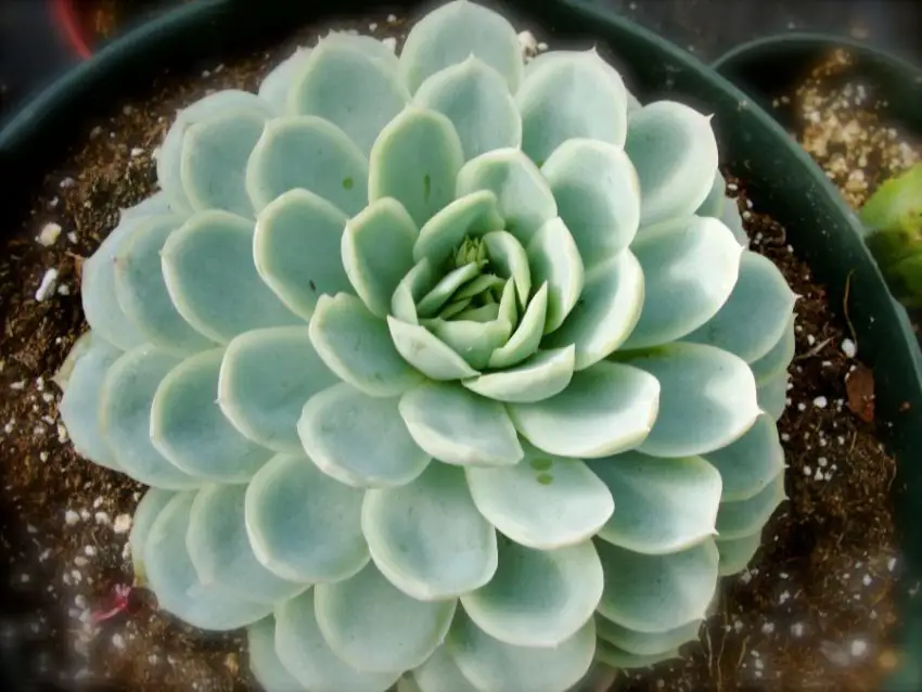 echeveria elegans