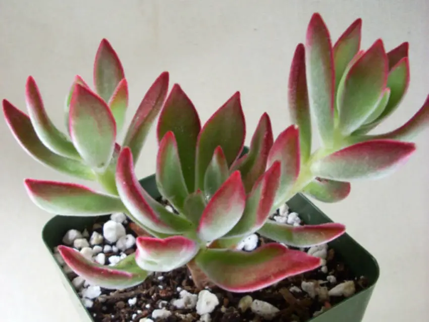 Echeveria: populære arter, pleje og formering