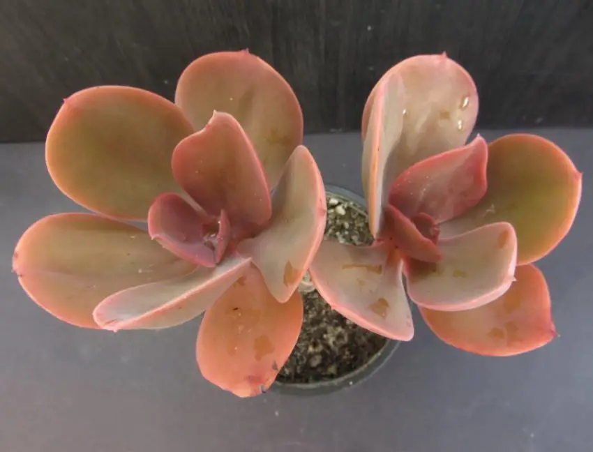 Echeveria: populære arter, pleje og formering