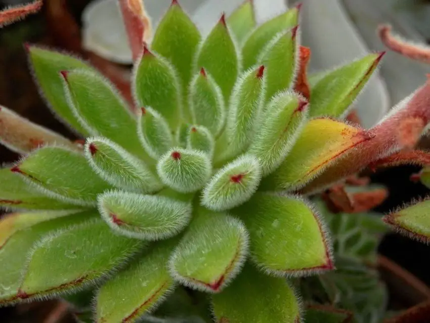 echeveria pilosa