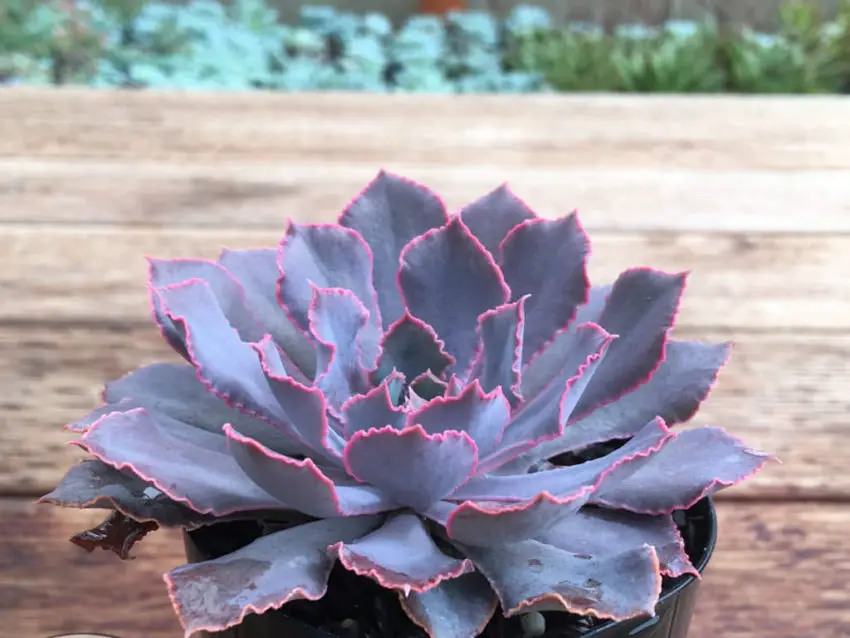 echeveria shaviana