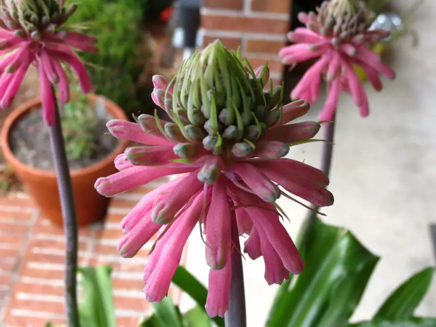 veltheimia foto