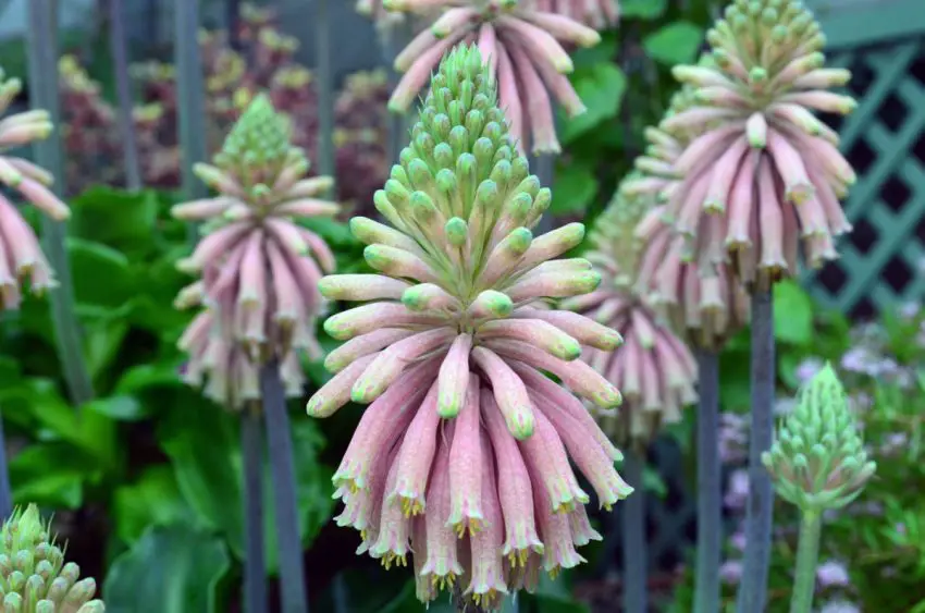 veltheimia med brakteer