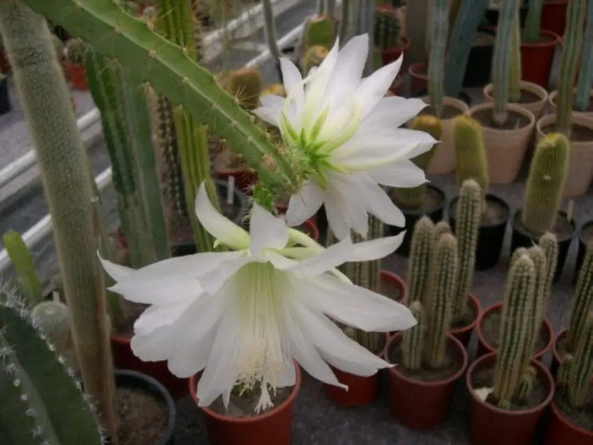 heliocereus foto