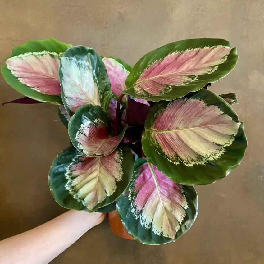 Calathea: regler for plantning, pleje og formering