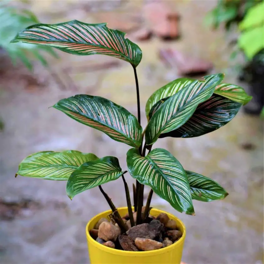 Calathea: regler for plantning, pleje og formering