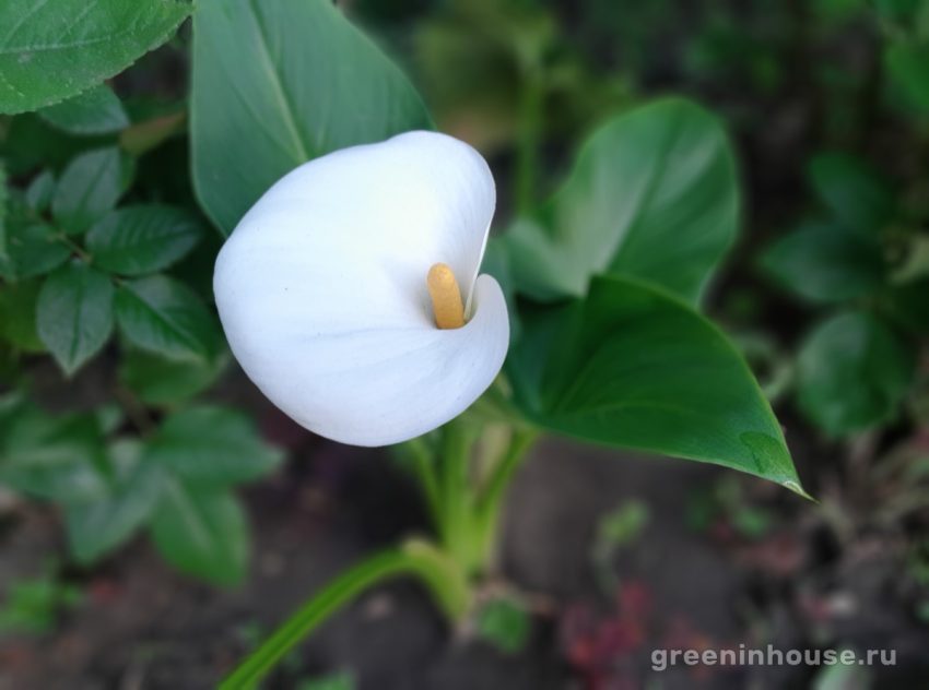 calla blomst